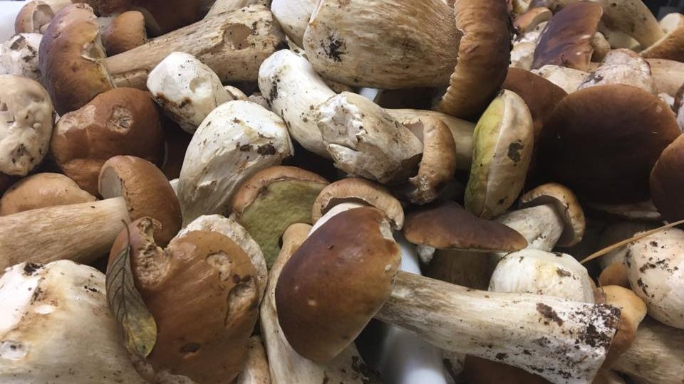Ça sent le cèpes au restaurant Léopold ce week end !!!!
…
